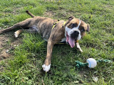 Pumpkin | Bulldog Cross | Snetterton (Norfolk) - 2