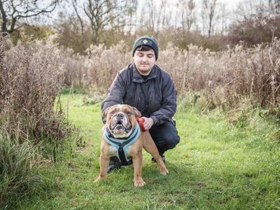 Boris | Bulldog | Loughborough - 3
