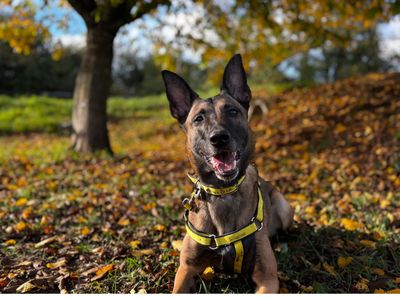 Ophelia | Belgian Shepherd Dog (Malinois) | Snetterton (Norfolk) - 2