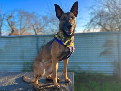Ophelia | Belgian Shepherd Dog (Malinois) | Snetterton (Norfolk) - 4