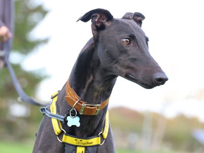 Simba, a 4 years old male Greyhound available for adoption from Dogs Trust in Leeds