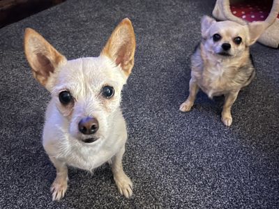 Kizzy | Chihuahua (Long Coat) | Cardiff - 2
