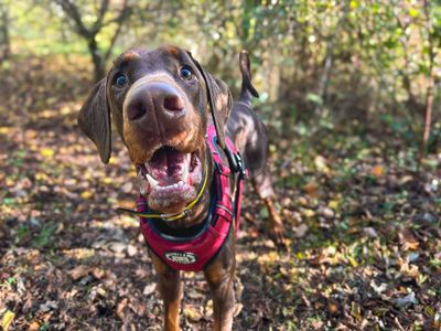 Bentley | Dobermann | Basildon (Essex) - 5