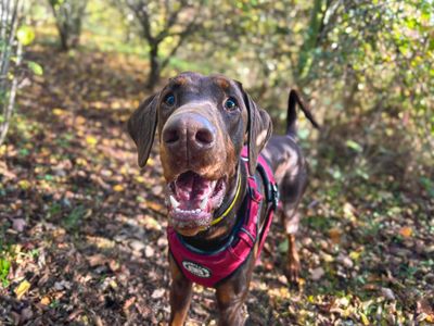 Bentley | Dobermann | Basildon (Essex) - 3