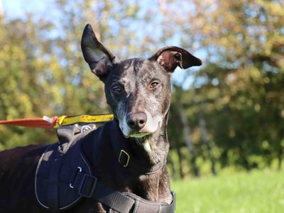 Danny, a 6 years old male Greyhound available for adoption from Dogs Trust in Darlington, County Durham