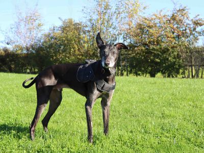 Danny | Greyhound | Darlington - 3