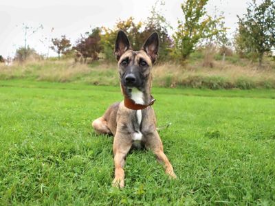 Corrina | Belgian Shepherd Dog (Malinois) Cross | Darlington - 2