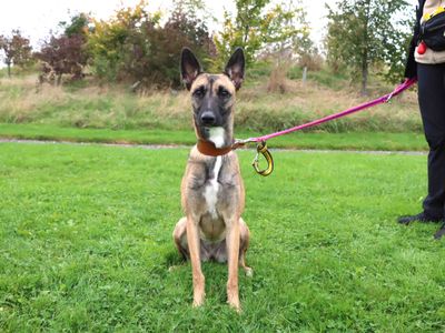 Corrina | Belgian Shepherd Dog (Malinois) Cross | Darlington - 3