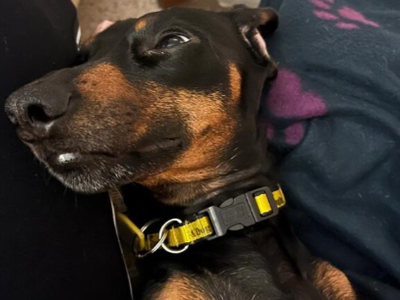 Sadie | Dachshund (Miniature Smooth Haired) | Loughborough - 5