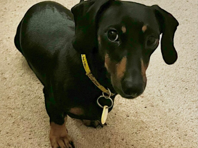 Sadie | Dachshund (Miniature Smooth Haired) | Loughborough - 3