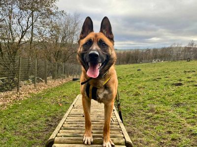 Damon | German Shepherd Dog | Manchester - 5