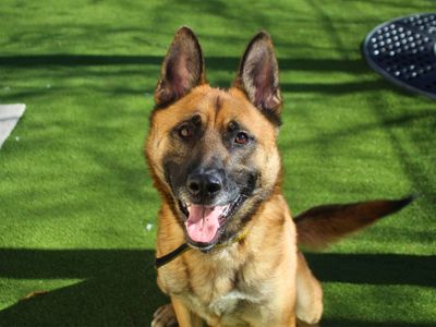 Damon | German Shepherd Dog | Manchester - 3