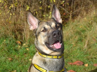 Chewy | Siberian Husky Cross | Harefield West London - 3