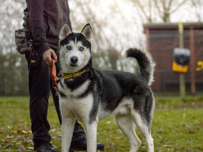 Gruber | Siberian Husky | Kenilworth (West Midlands) - 5