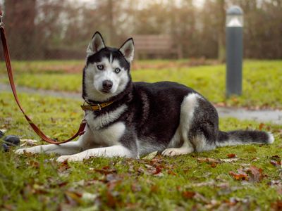 Gruber | Siberian Husky | Kenilworth (West Midlands) - 3