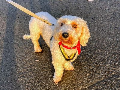 Sue-ffle | Bichon Frise Cross | Cardiff - 3