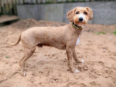 Lennon Drizzle | Poodle (Miniature) Cross | Cardiff - 3