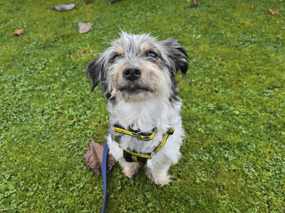 Blu | Terrier (Jack Russell) Cross | Dundee - 5
