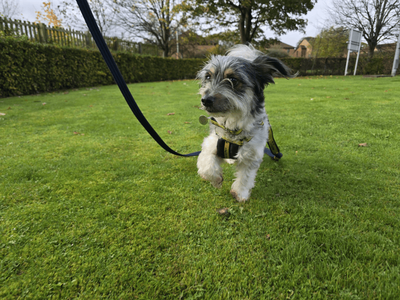 Blu | Terrier (Jack Russell) Cross | Dundee - 3