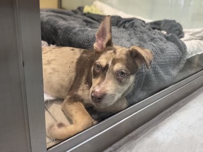 Ocean | Siberian Husky | Basildon (Essex) - 3