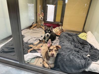 Ocean | Siberian Husky | Basildon (Essex) - 5