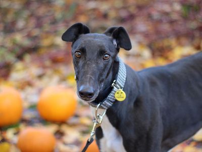 Swift | Greyhound | Glasgow - 5