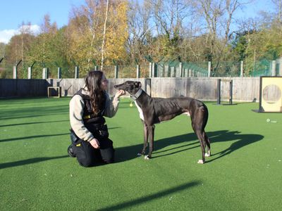 Swift | Greyhound | Glasgow - 3