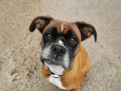 Misha | Boxer | Ballymena (Northern Ireland) - 2