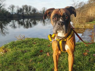 Misha | Boxer | Ballymena (Northern Ireland) - 3