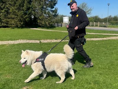 Blizzard | Siberian Husky | Leeds - 3