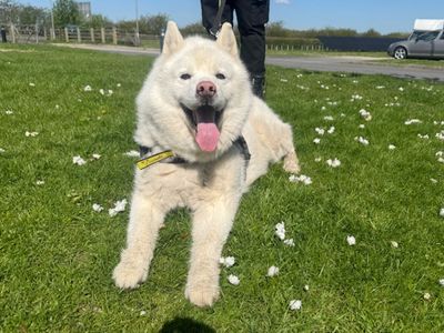 Blizzard | Siberian Husky | Leeds - 1