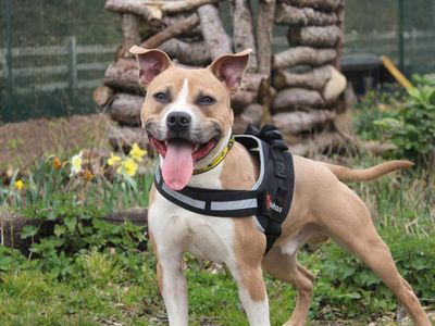Oakley | Terrier (Staffordshire Bull) | Merseyside (Liverpool) - 1