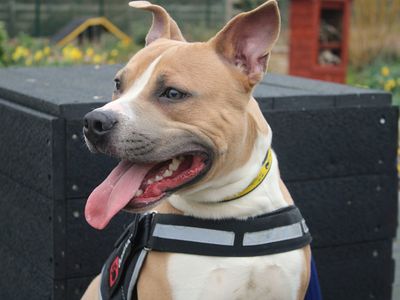 Oakley | Terrier (Staffordshire Bull) | Merseyside (Liverpool) - 3