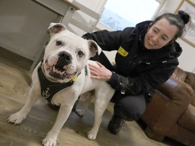 Polo | Bulldog Cross | Leeds - 3