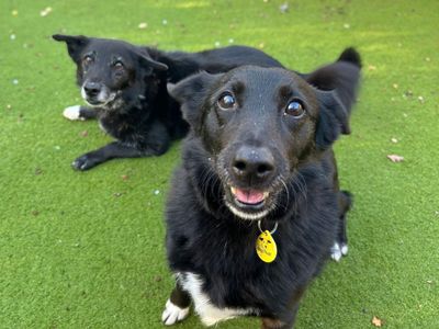 Anne | Terrier (Jack Russell) Cross | Basildon (Essex) - 1
