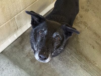 Anne | Terrier (Jack Russell) Cross | Basildon (Essex) - 3