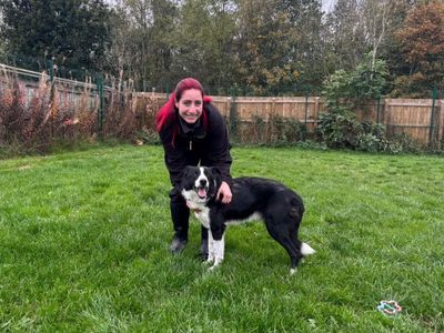 Waffles | Collie (Border) | West Calder (Edinburgh) - 2