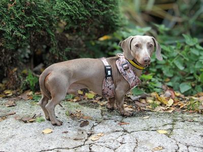 Harlow | Dachshund (Miniature Smooth Haired) | Merseyside (Liverpool) - 2