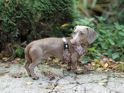 Harlow | Dachshund (Miniature Smooth Haired) | Merseyside (Liverpool) - 3