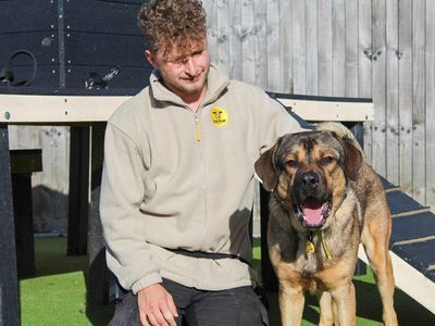 Baloo | German Shepherd Dog Cross | Evesham (Worcestershire) - 5