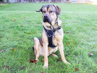Baloo | German Shepherd Dog Cross | Evesham (Worcestershire) - 3