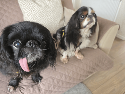 Gabriel | Spaniel (King Charles) | Dundee - 5