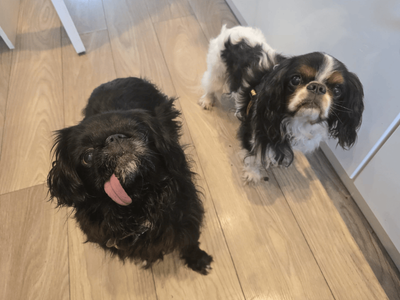 Gabriel | Spaniel (King Charles) | Dundee - 3
