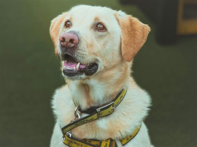 Chase | Retriever (Labrador) | Ballymena (Northern Ireland) - 5