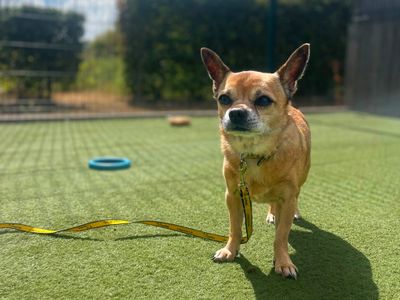 Saturn, a 5 years old male Chihuahua available for adoption from Dogs Trust in Essex