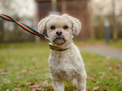 George | Lhasa Apso Cross | Kenilworth (West Midlands) - 2