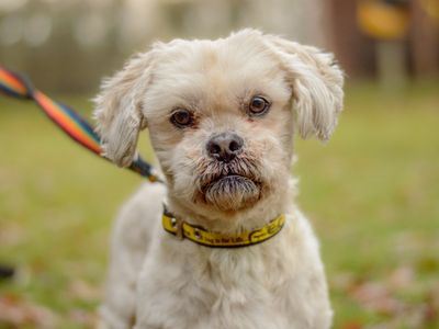 George | Lhasa Apso Cross | Kenilworth (West Midlands) - 3