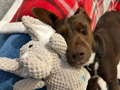 Turbo | Terrier (Jack Russell) Cross | Shoreham (Sussex) - 5