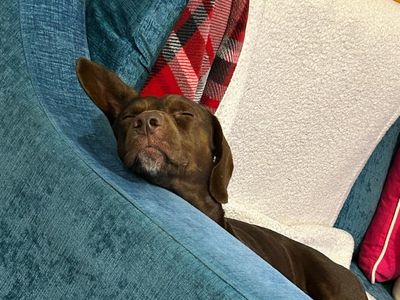 Turbo | Terrier (Jack Russell) Cross | Shoreham (Sussex) - 3