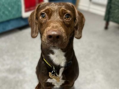 Turbo | Terrier (Jack Russell) Cross | Shoreham (Sussex) - 1